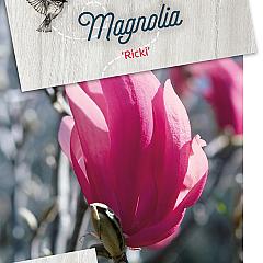 Magnolia 'Ricki'