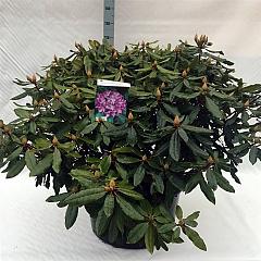 Rhododendron pont. 'Roseum'