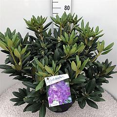 Rhododendron 'Everestianum'