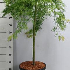 Acer pal. 'Dissectum'