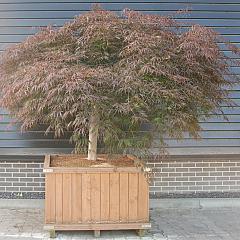 Acer pal. 'Garnet'