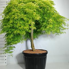 Acer pal. 'Green Lace'