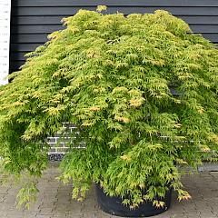 Acer pal. 'Green Lace'