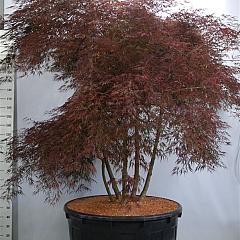Acer pal. 'Inaba-shidare'