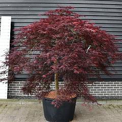 Acer pal. 'Inaba-shidare'