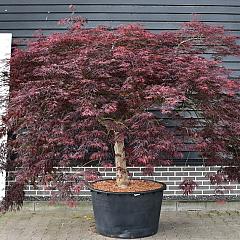 Acer pal. 'Inaba-shidare'