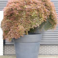 Acer pal. 'Ornatum'