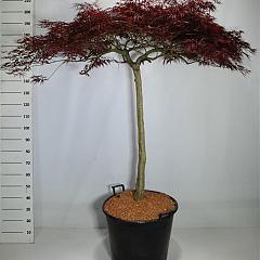 Acer pal. 'Red Dragon'