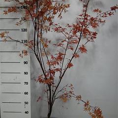 Acer pal. 'Shin-deshojo'