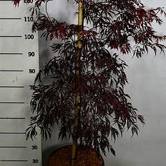 Acer pal. 'Tamukeyama'