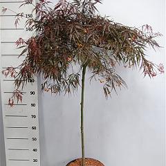 Acer pal. 'Tamukeyama'