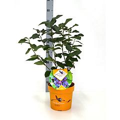 Amelanchier 'Saskatoon Berry'®