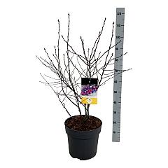 Amelanchier 'Saskatoon Berry'®