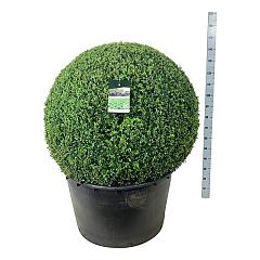 Buxus sempervirens