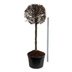 Carpinus betulus