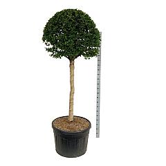 Carpinus betulus