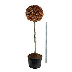 Fagus sylvatica