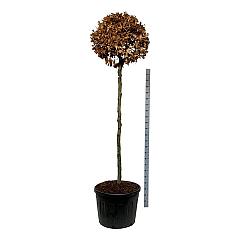 Fagus sylvatica