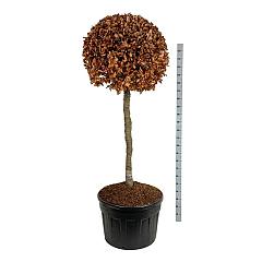 Fagus sylvatica