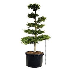 Fagus sylvatica