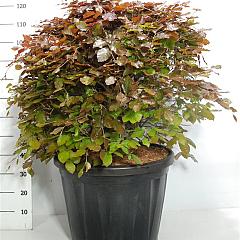 Fagus syl. 'Atropunicea'