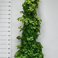 Hydrangea anomala petiolaris