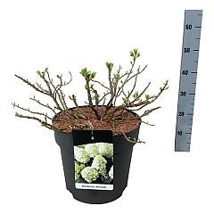 Hydrangea pan. 'Little Spooky' ®