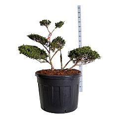 Ilex crenata 'Convexa'