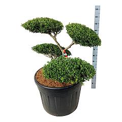 Ilex crenata 'Green Hedge'