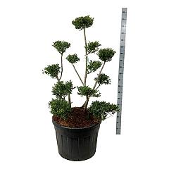 Ilex crenata 'Green Hedge'