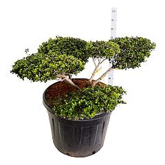 Ilex crenata 'Green Lustre'