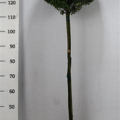 Ilex crenata 'Kin Me'