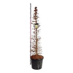 Larix kaempferi