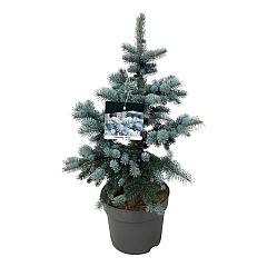 Picea pungens 'Koster'