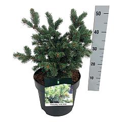Picea pungens 'Lucky Strike'