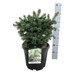 Picea pungens 'Lucky Strike'
