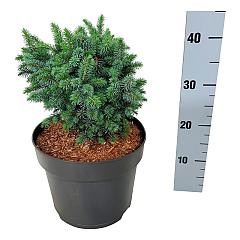 Picea sitchensis 'Midget'
