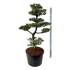 Pinus contorta