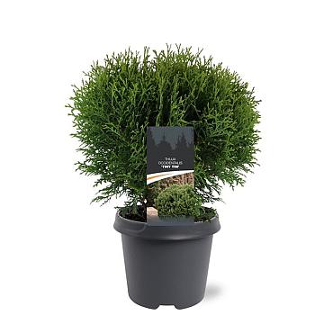 Thuja occ. 'Tiny Tim'