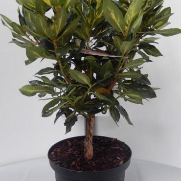 Rhododendron 'Goldflimmer'