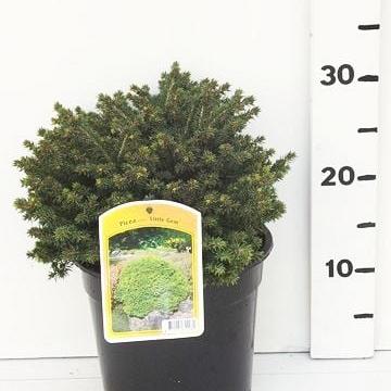 Picea abies 'Little Gem'