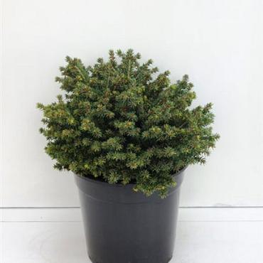 Picea abies 'Little Gem'