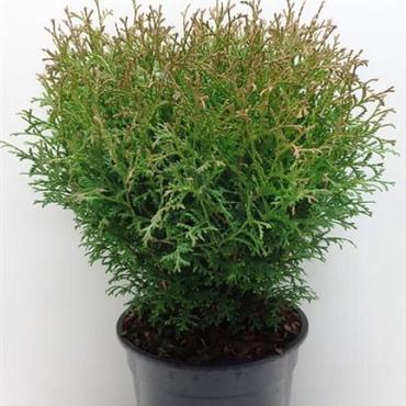 Thuja occ. 'Tiny Tim'