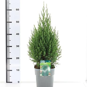 Juniperus chin. 'Stricta'