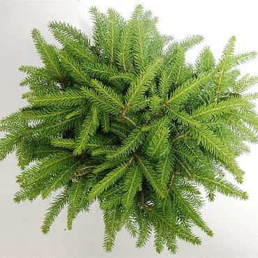 Picea abies 'Nidiformis'