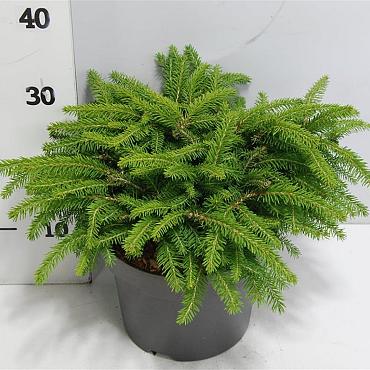 Picea abies 'Nidiformis'