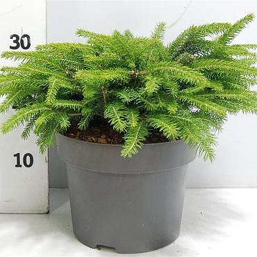Picea abies 'Nidiformis'
