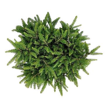 Picea abies 'Nidiformis'