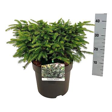 Picea abies 'Nidiformis'