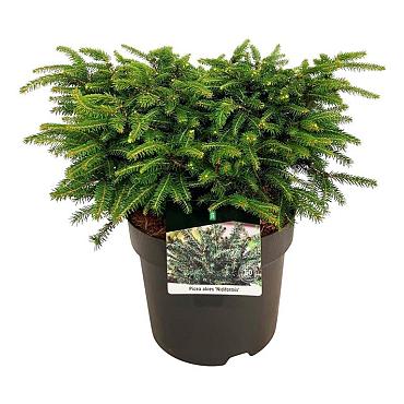 Picea abies 'Nidiformis'